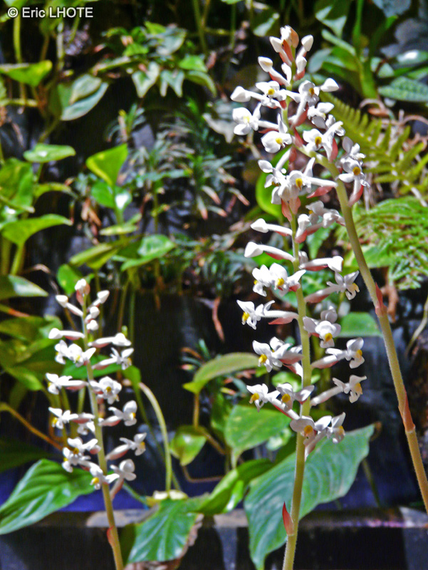  - Ludisia discolor - 