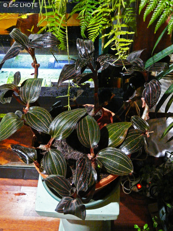 Orchidaceae - Ludisia discolor - Orchid&eacute;e bijou