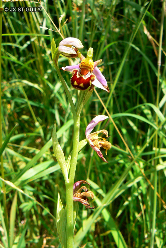  - Ophris apifera - 
