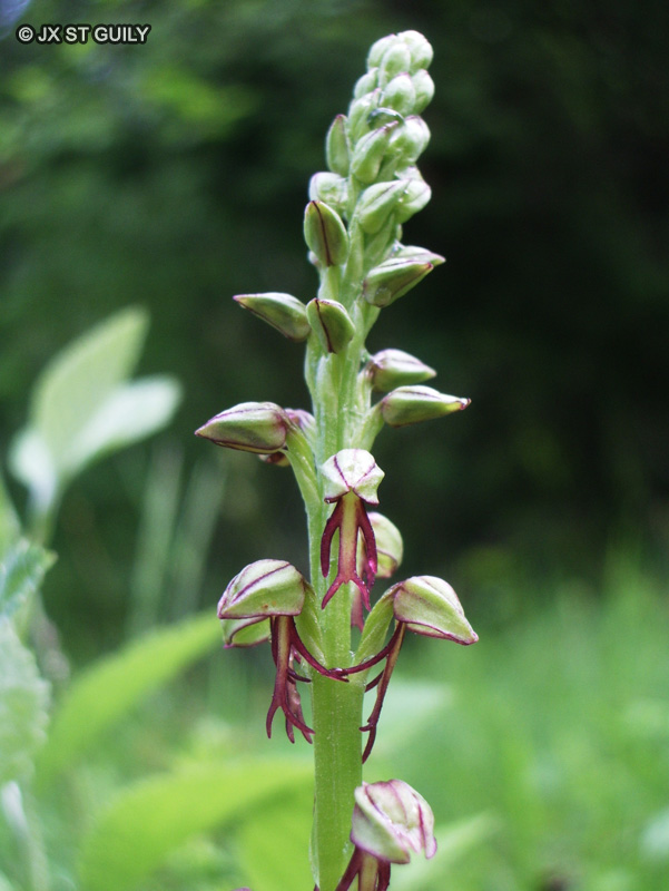  - Orchis anthropophora, Aceras anthropophorum - 