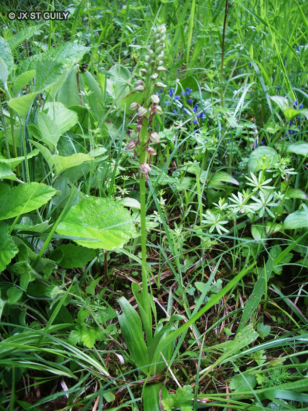 Orchidaceae - Orchis anthropophora, Aceras anthropophorum - Homme-pendu, Porte-homme, Pantine