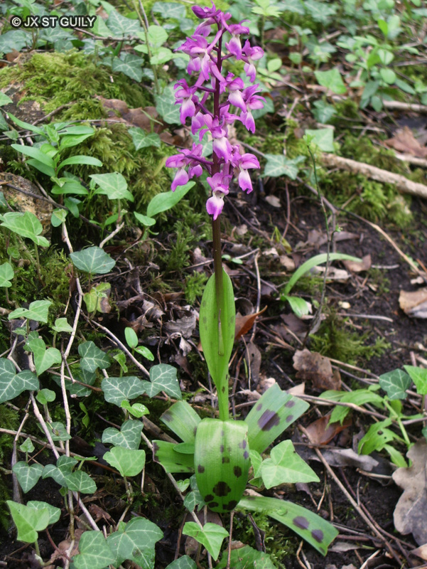 Orchidaceae - Orchis mascula - Orchis mâle, Satirion mâle, Mâle Fou