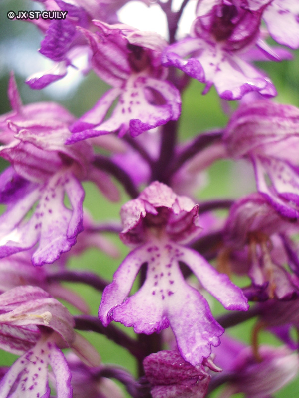 Orchidaceae - Orchis militaris - Orchis militaire, Orchis casqu&eacute;, Orchis guerrier, Capette, Casque militaire, Pentec&ocirc;te, Soupe-&agrave;-vin