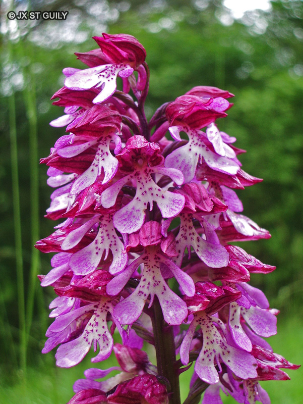  - Orchis purpurea - 