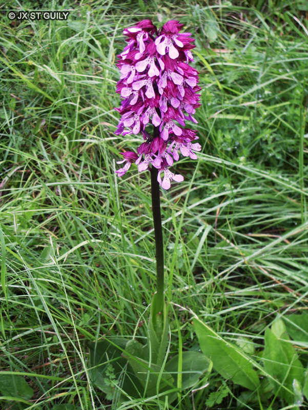 Orchidaceae - Orchis purpurea - Orchis pourpre, Orchis pourpr&eacute;