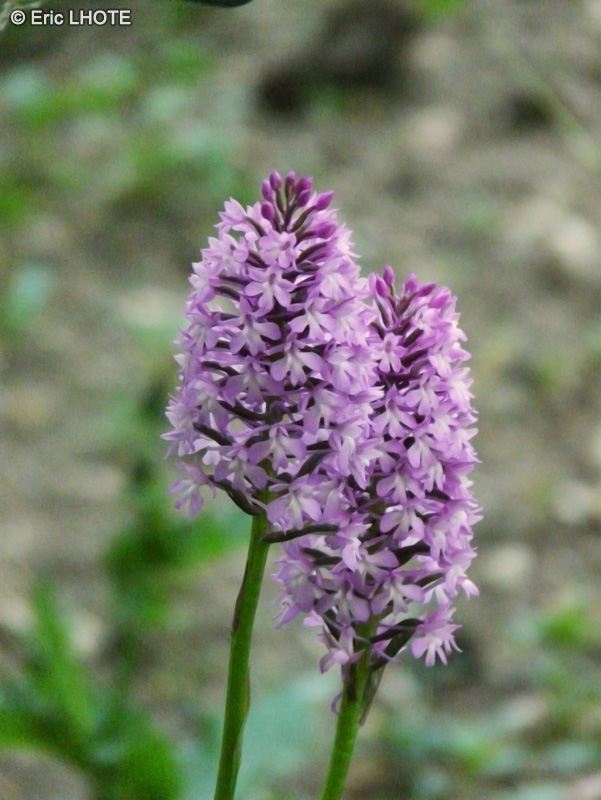 Orchidaceae - Orchis pyramidalis - Orchis pyramidal