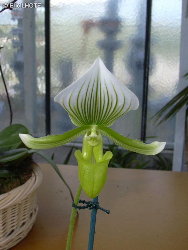 Orchidaceae - Paphiopedilum Charlotte - Sabot de Vénus