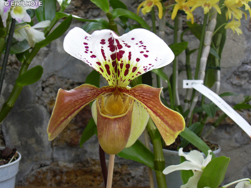 Orchidaceae - Paphiopedilum henryanum - Sabot de V&eacute;nus