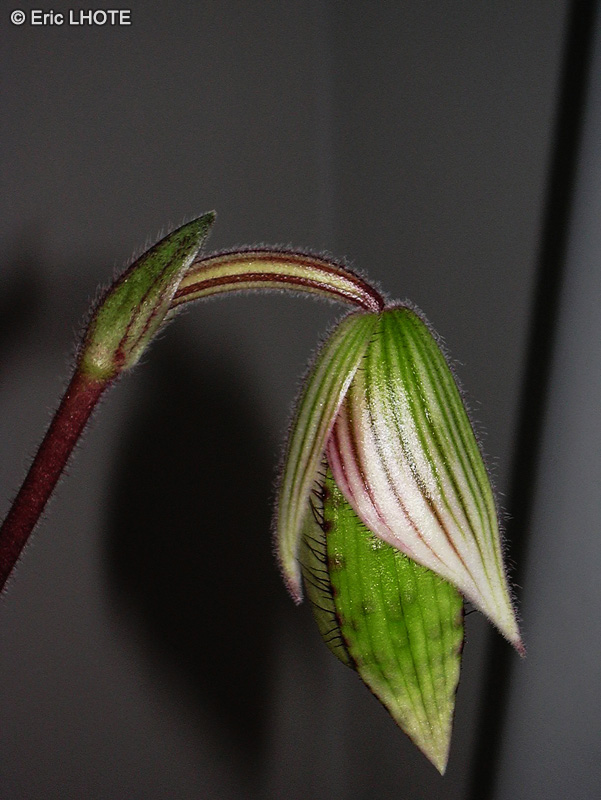  - Paphiopedilum makuli - 