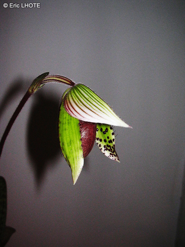 - Paphiopedilum makuli - 