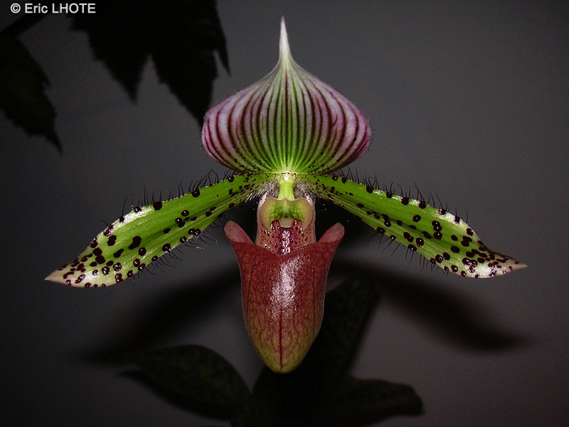  - Paphiopedilum makuli - 