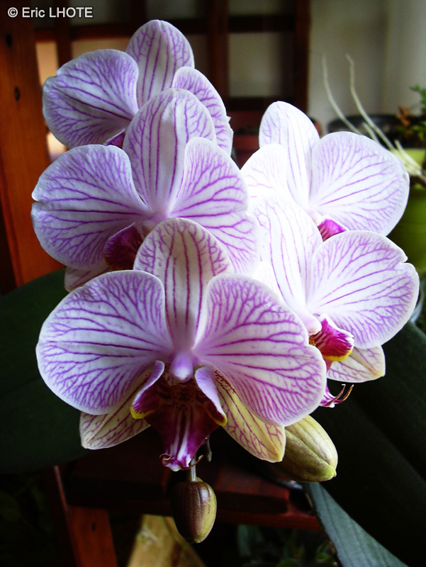  - Phalaenopsis x - 