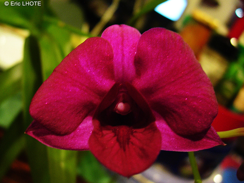 Orchidaceae - Phalaenopsis x - Orchidée papillon