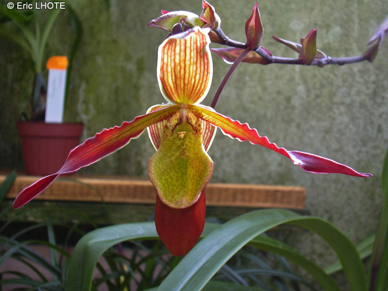 Orchidaceae - Phragmipedium Sorcerer's Apprentice - Phragmipedium