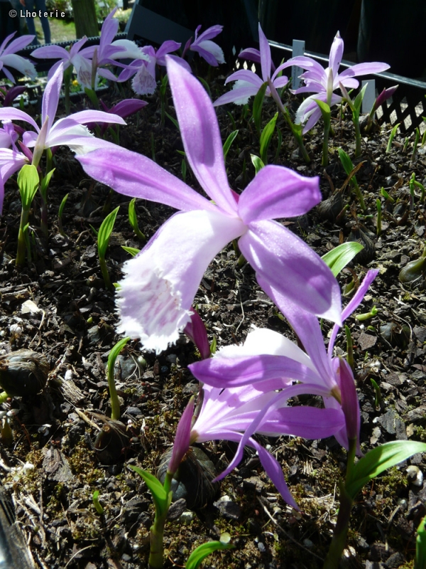 Orchidaceae - Pleione formosana - Orchidée de Formose