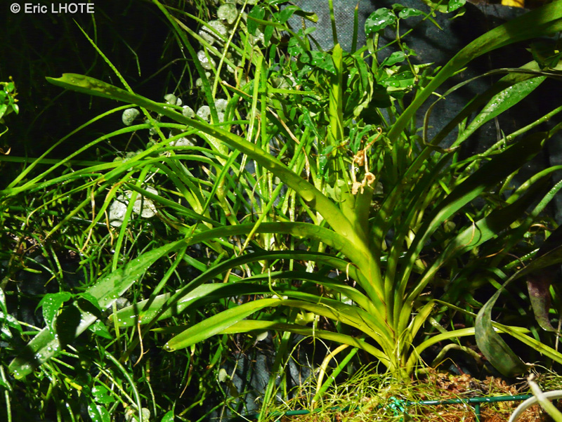 Orchidaceae - Vanda tricolor - Vanda