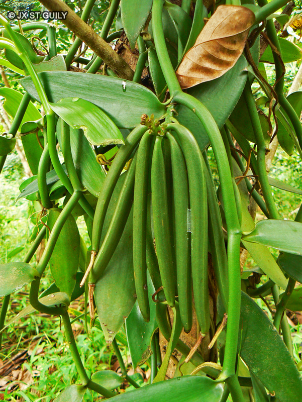  - Vanilla planifolia - 