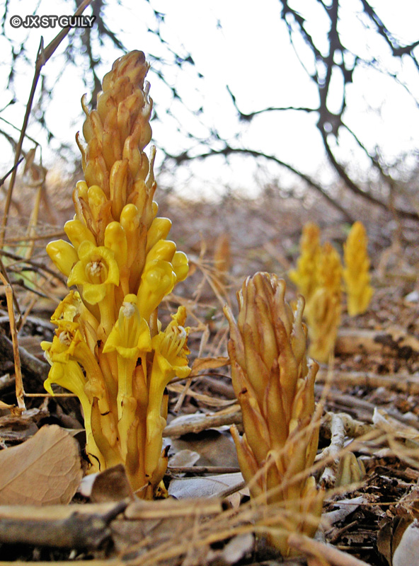 Orobanchaceae - Cistanche phelypaea - Cistanque, Cistanche, Alhéwan