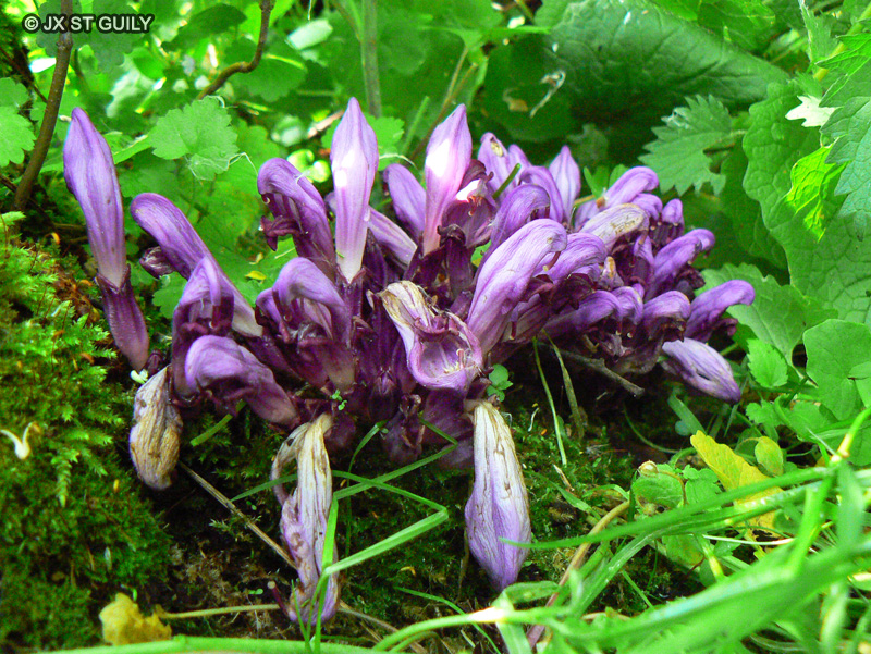 Orobanchaceae - Lathraea clandestina - Lathr&eacute;e clandestine