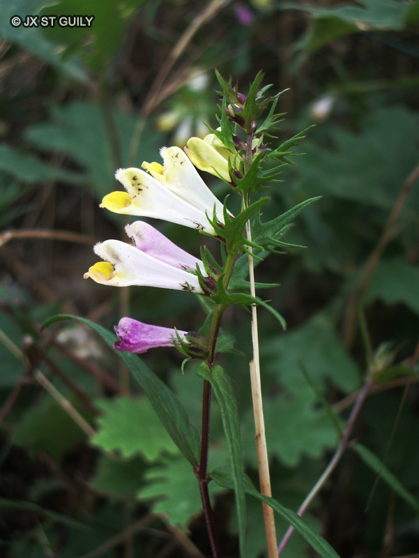 Orobanchaceae - Melampyrum pratense - Millet des bois, Cochelet, Sarriette jaune