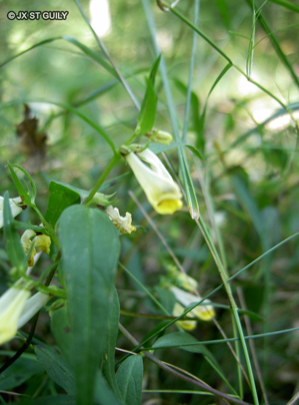 Orobanchaceae - Melampyrum sylvaticum - Mélampyre des forêts, Mélampyre des bois