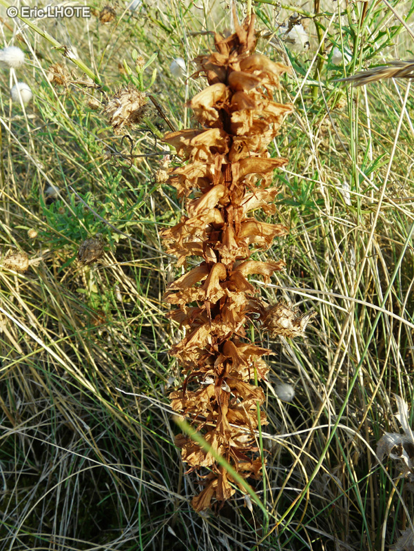  - Orobanche amethystea - 