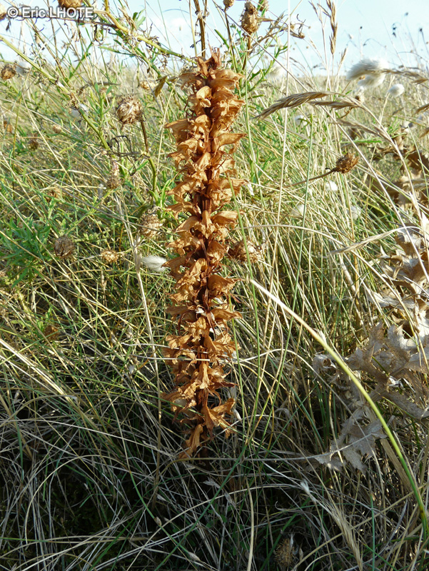  - Orobanche amethystea - 