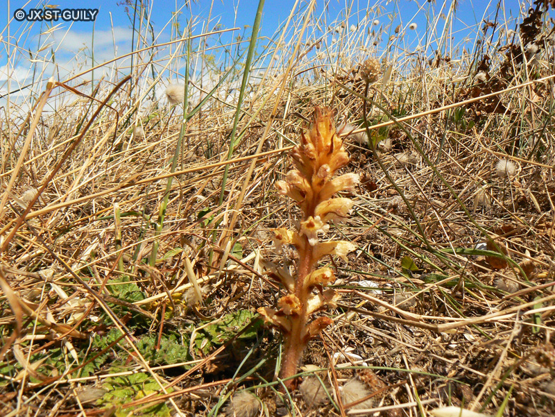 Orobanchaceae - Orobanche amethystea - Orobanche am&eacute;thyste, Orobanche du Panicaut
