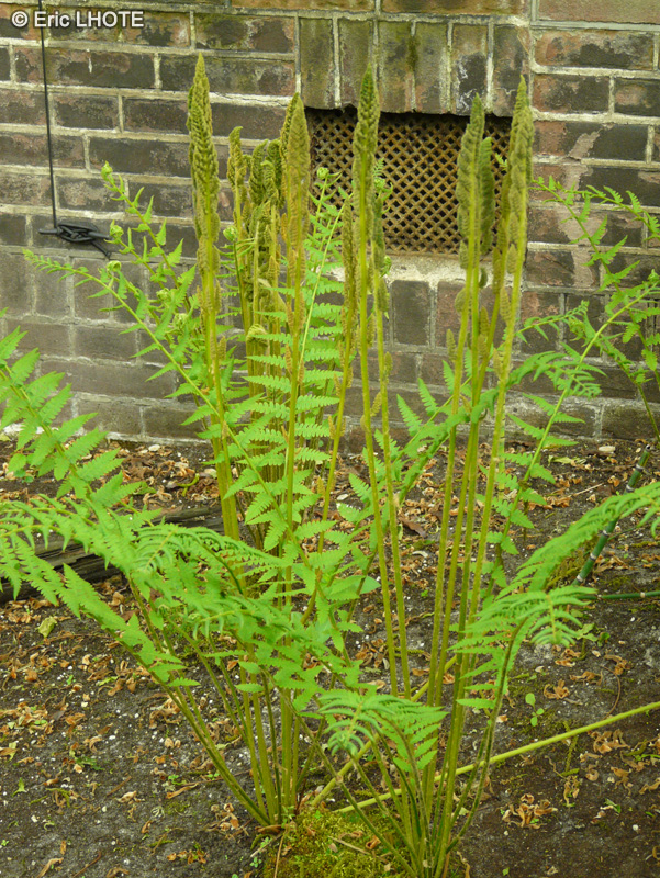 Osmundaceae - Osmunda cinnamomea - Osmonde cannelle