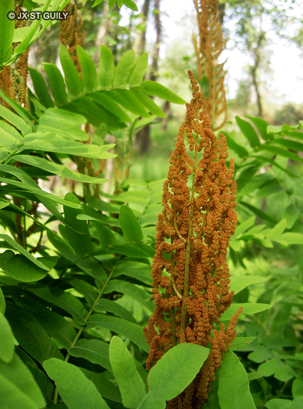  - Osmunda regalis - 