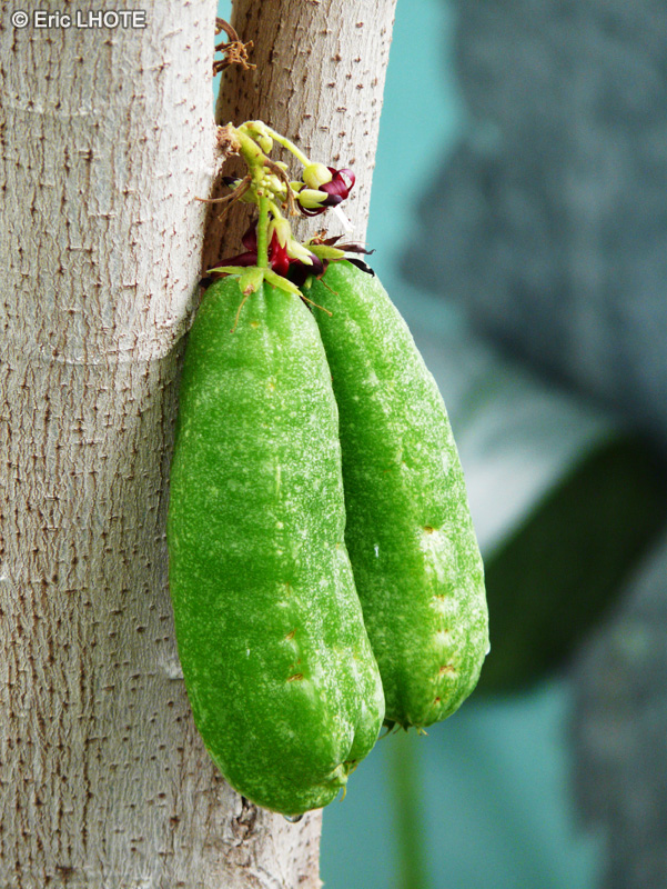  - Averrhoa bilimbi - 