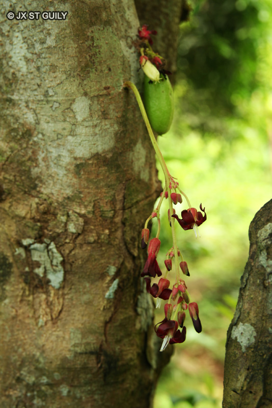  - Averrhoa bilimbi - 