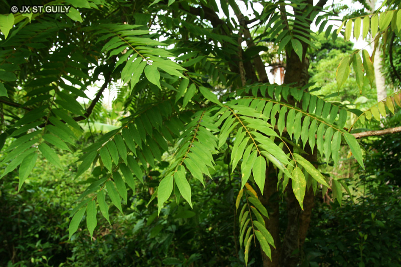  - Averrhoa bilimbi - 