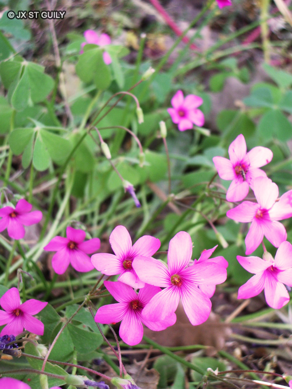  - Oxalis articulata, Oxalis floribunda - 
