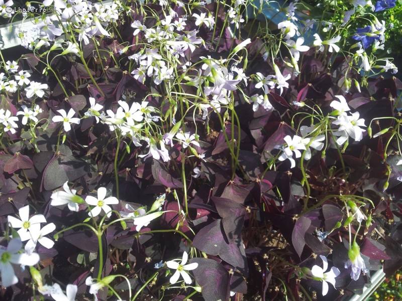 Oxalidaceae - Oxalis triangularis - Oxalis pourpre