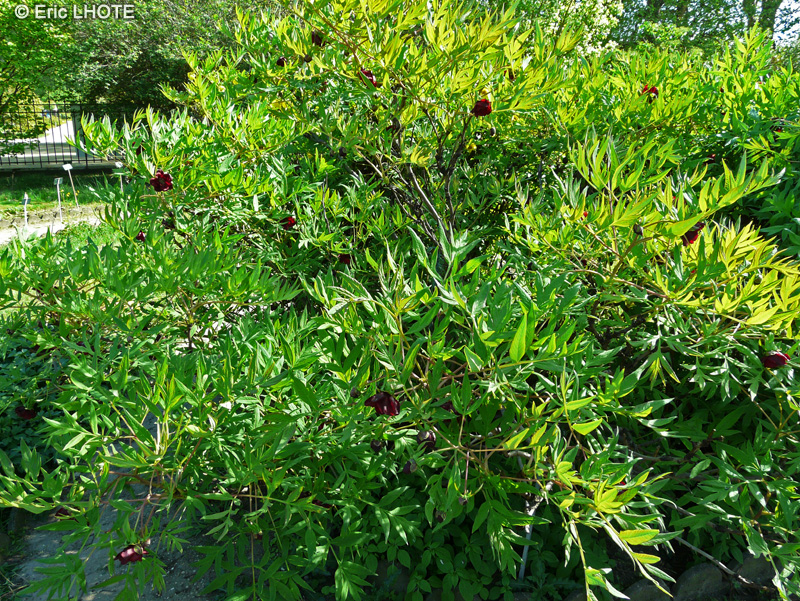  - Paeonia delavayi - 