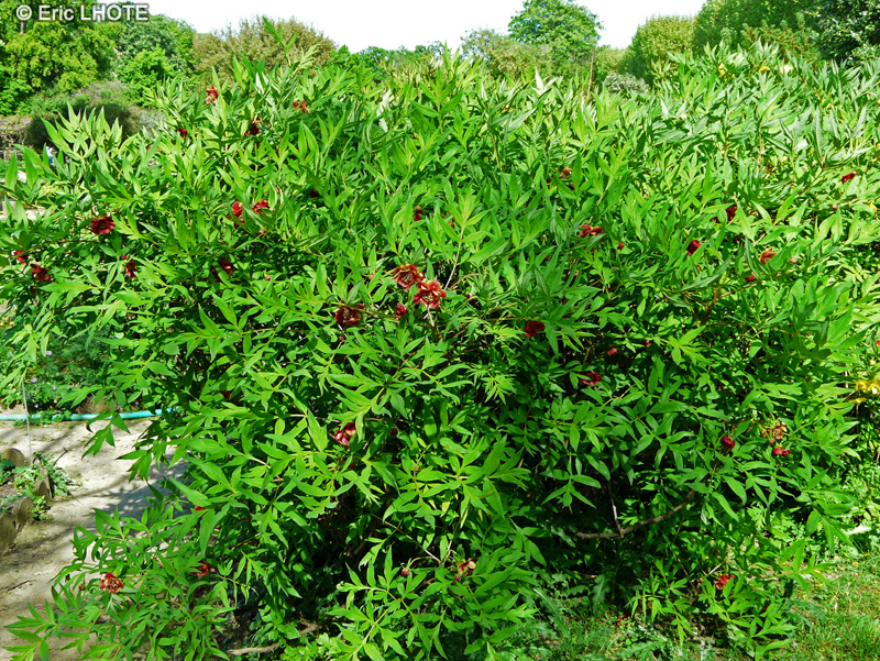  - Paeonia delavayi - 