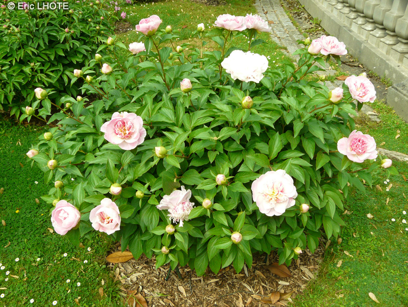 Paeoniaceae - Paeonia lactiflora Do Tell - Pivoine de Chine