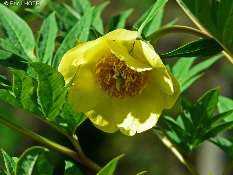  - Paeonia lutea - 