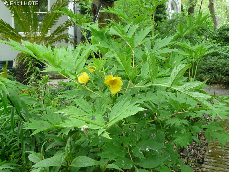  - Paeonia lutea - 