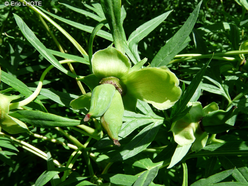  - Paeonia officinalis - 