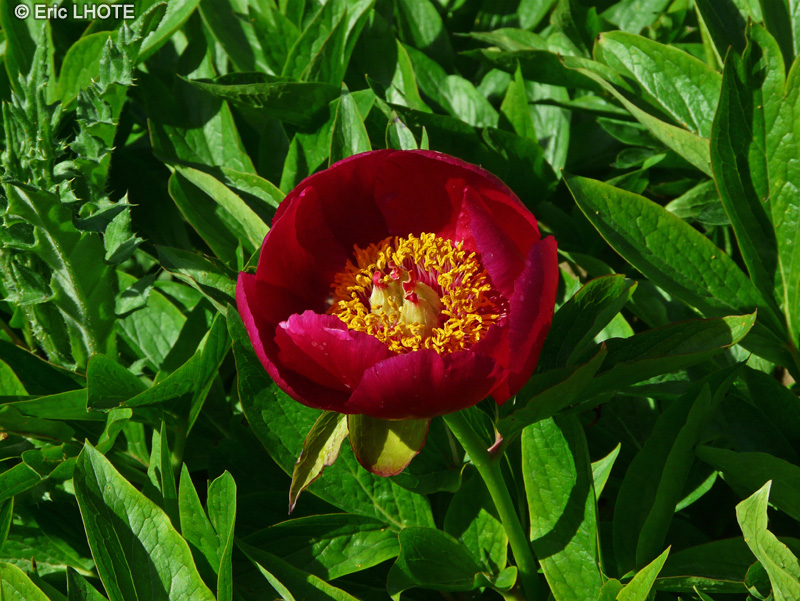  - Paeonia officinalis - 