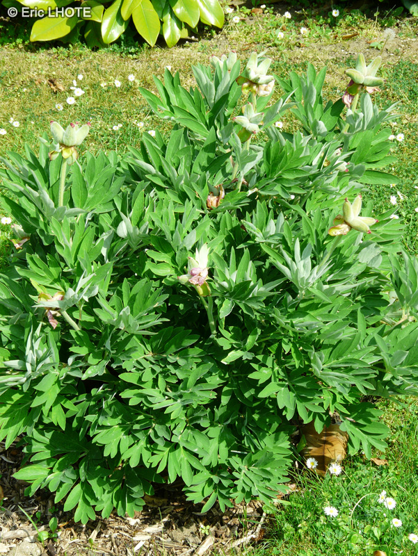  - Paeonia officinalis - 