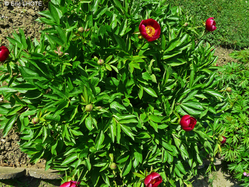  - Paeonia officinalis - 