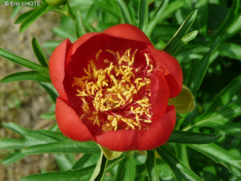  - Paeonia peregrina Otto Froebel - 