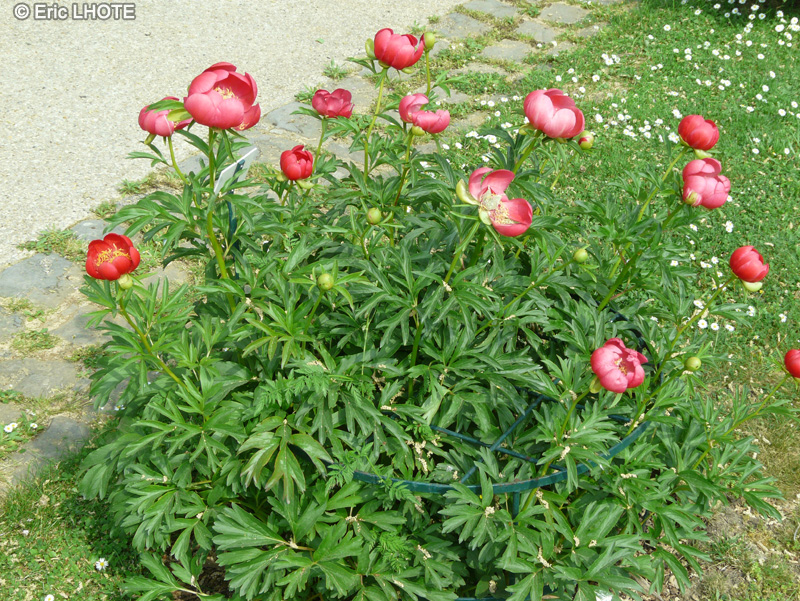Paeoniaceae - Paeonia peregrina Sunshine - Pivoine voyageuse