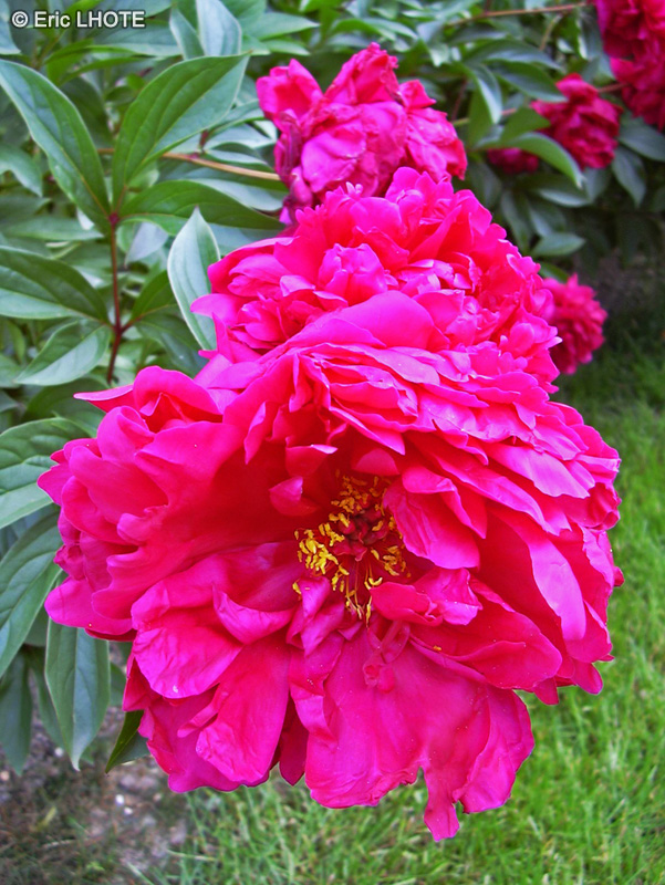  - Paeonia suffruticosa - 
