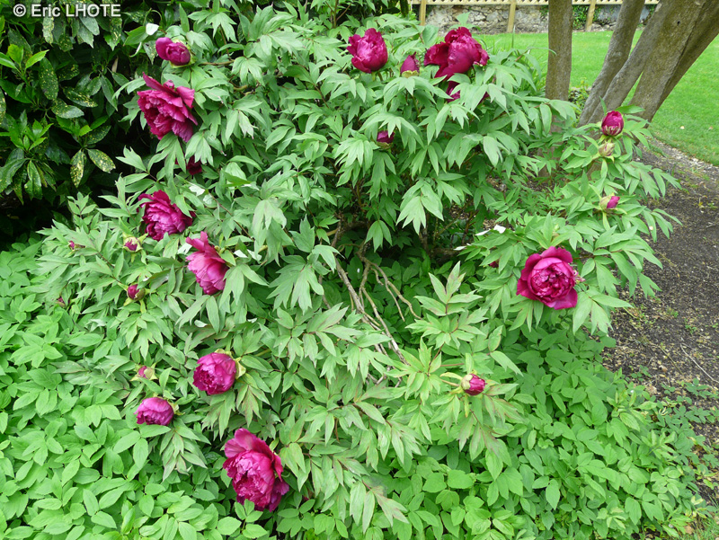  - Paeonia suffruticosa - 