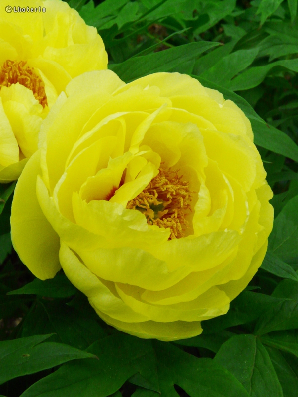  - Paeonia suffruticosa High Noon - 