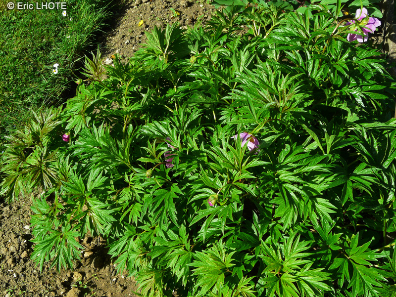  - Paeonia veitchii - 